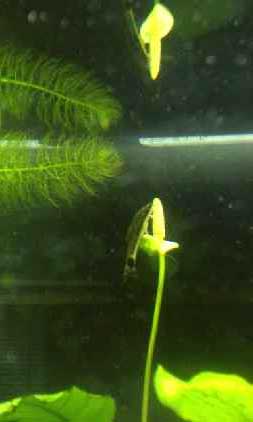 Anubias blooming underwater