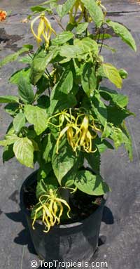Cananga Fruticosa