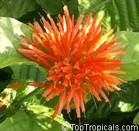 Justicia chrysostephana