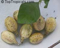 Randia formosa