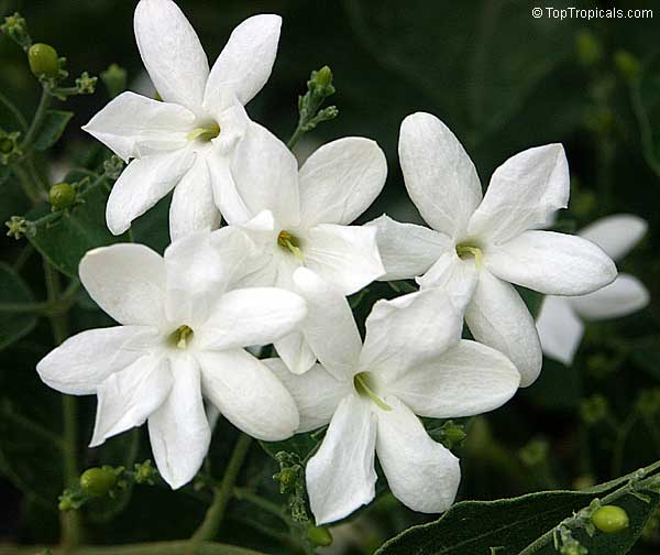 Jasminum molle