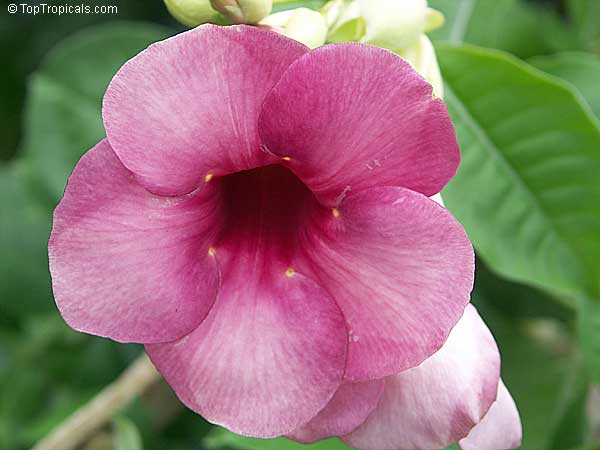Allamanda