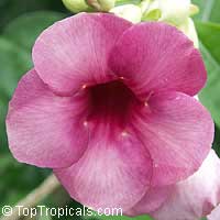 Allamanda