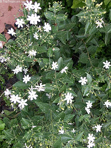 Jasminum molle