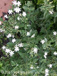 Jasminum molle