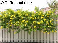 Allamanda