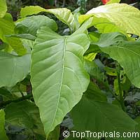 Pisonia alba