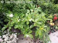 Gardenia Tiare Tahiti