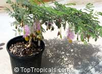 Dichrostachys cinerea