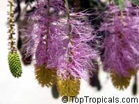 Dichrostachys cinerea