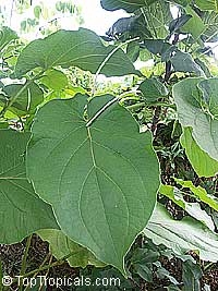 Piper auritum