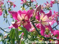 Chorisia speciosa