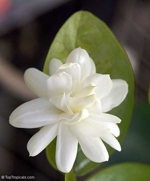 jasminum sambac