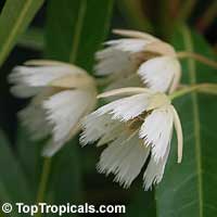 Elaeocarpus