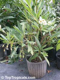 Elaeocarpus