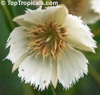 Elaeocarpus
