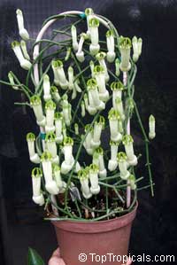 Ceropegia ampliata