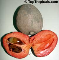 pouteria sapota