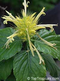 Schaueria flavicoma