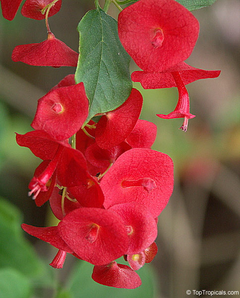 Holmskioldia sanguinea (Chinese Hat) - winter bloomer