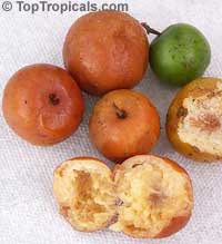 Ziziphus