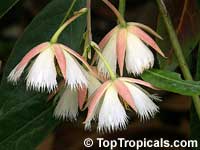 Elaeocarpus