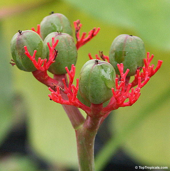Jatropha podagrica