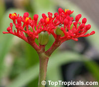 Jatropha podagrica