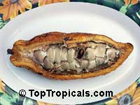 theobroma cacao
