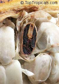 theobroma cacao