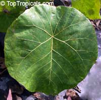 Macaranga grandifolia
