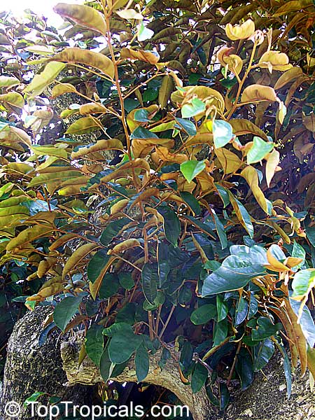 Chrysophyllum cainito