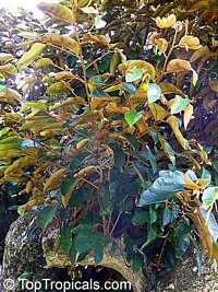 Chrysophyllum cainito