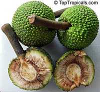 Artocarpus camansi
