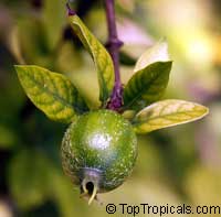 Randia formosa
