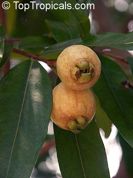 Syzygium jambos - Rose Apple