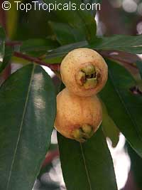 Syzygium jambos - Rose Apple