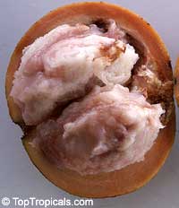 Sandoricum koetjape