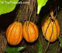 thobroma cacao