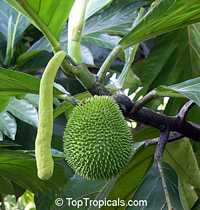 Artocarpus camansi