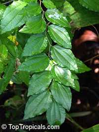 Ziziphus