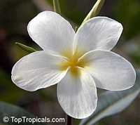 Plumeria