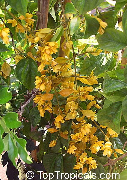 Petraeovitex bambusetorum