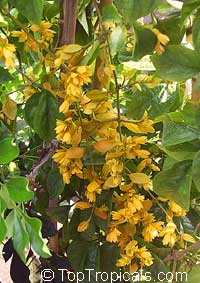 Petraeovitex bambusetorum