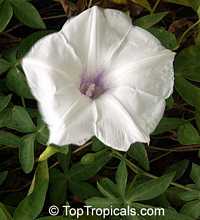 ipomoea (turbina)