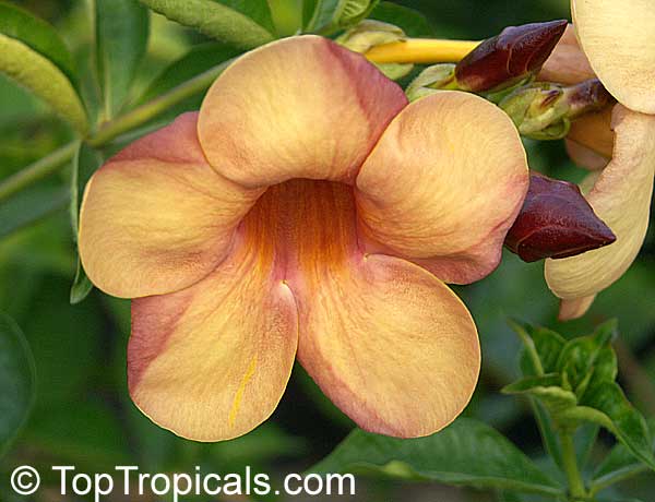 Allamanda