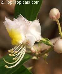 hiptage benghalensis