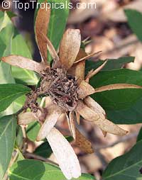 hiptage benghalensis