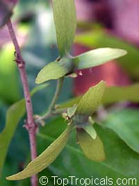 hiptage benghalensis