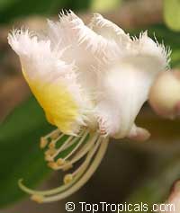 hiptage benghalensis